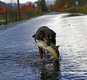 dog with salmon