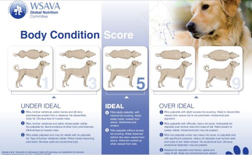 41 Best Pictures Body Condition Score Cat Wsava : Kan iemand mij helpen ivm gewicht? | HondenForum